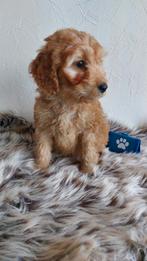 Cockapoo's F1 prachtige Reutjes Beschikbaar., Dieren en Toebehoren, Honden | Retrievers, Spaniëls en Waterhonden, Reu, CDV (hondenziekte)