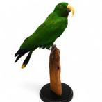 Recent opgezette Edelpapagaai., Ophalen of Verzenden, Zo goed als nieuw, Vogel, Opgezet dier