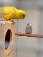 Forpus met twee hokken te koop, Dieren en Toebehoren, Meerdere dieren