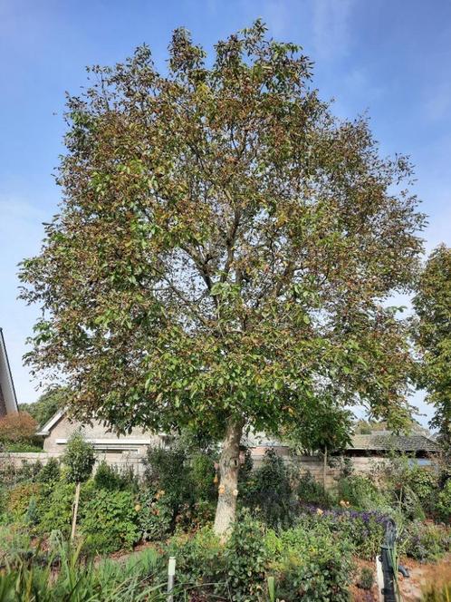 walnootboom walnoot jonge boompjes stekken, Tuin en Terras, Planten | Bomen, Overige soorten, Minder dan 100 cm, Volle zon, Ophalen