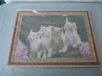 4 x kittens poes Diamond painting set compleet Nieuw, Ophalen of Verzenden, Nieuw, Knutselwerk