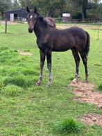 KWPN hengstveulen Denver US x Estoril, Dieren en Toebehoren, Paarden, Minder dan 160 cm, Niet van toepassing, Dressuurpaard, 0 tot 2 jaar