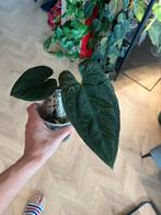 Anthurium Papillilaminum - Ophalen Arnhem, Vaste plant, Bloeit niet, Halfschaduw, Ophalen