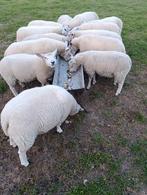 Lammeren swifter x Engels Texelaar schapen schaap, Dieren en Toebehoren, Schapen, Geiten en Varkens, Meerdere dieren, Schaap