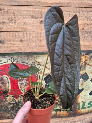 Anthurium Queen of Hearts p12 (5) beschikbaar voor biedingen