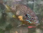 Koi karpers + 1 andere prachtige vis, Dieren en Toebehoren, Vissen | Vijvervissen, Karper of Koi