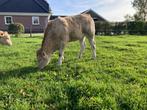 Blonde aquitaine vaarskalveren, Dieren en Toebehoren, Runderen, Vrouwelijk, 0 tot 2 jaar