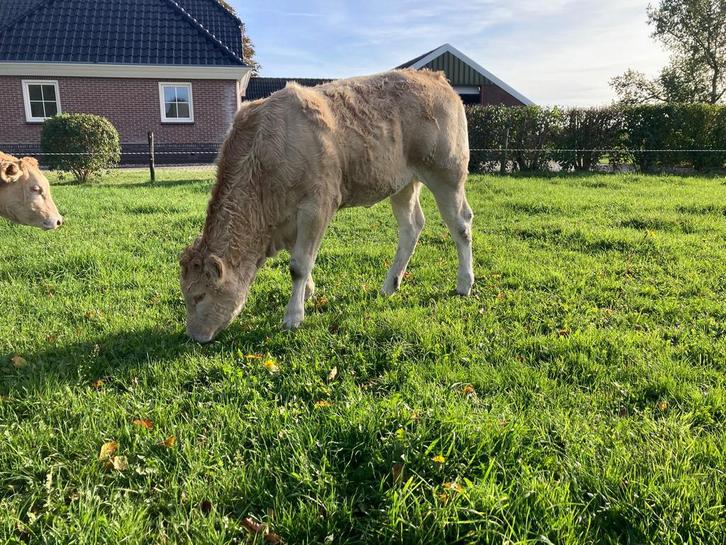 Blonde aquitaine vaarskalveren, Dieren en Toebehoren, Runderen, Vrouwelijk, 0 tot 2 jaar
