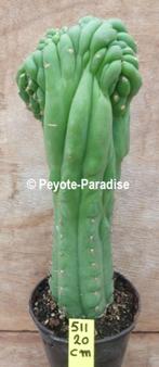 Unieke San Pedro Cactus kamvormen - Tr. pachanoi cristaat, Huis en Inrichting, Verzenden, Minder dan 100 cm, In pot, Cactus