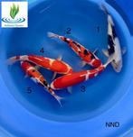 Koi Nisai Mix, Karper of Koi