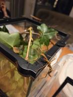 Wandelende takken, Dieren en Toebehoren, Insecten en Spinnen