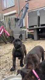 1 PUPS REU BESCHIKBAAR ‼️Mechelse Herder X Hollandse Herder, Dieren en Toebehoren, Honden | Herdershonden en Veedrijvers, 8 tot 15 weken