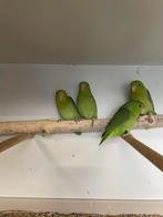 Forpus groen 1x pop, Dieren en Toebehoren, Meerdere dieren, Dwergpapegaai of Agapornis, Geringd