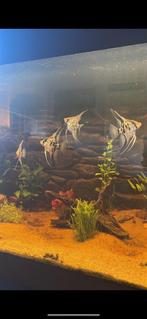 Mooi aquarium 150 cm breed 50 hoog 40 diep met kast, Dieren en Toebehoren, Ophalen of Verzenden, Gebruikt, Gevuld zoetwateraquarium