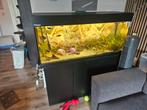 Aquarium 350 liter met inhoud, Ophalen, Zo goed als nieuw, Gevuld zoetwateraquarium