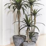 Partij kunstplanten Agave op 2 stammen 100cm, Huis en Inrichting, Woonaccessoires | Kunstplanten en Kunstbloemen, Ophalen of Verzenden
