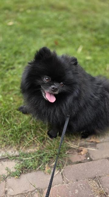 Dekreu Pompiaan pomeriaan dwergkees beschikbaar voor biedingen