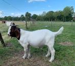 Boergeit bok, Dieren en Toebehoren, Schapen, Geiten en Varkens, Mannelijk, Geit