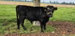 Dexter stier, mini rund, stamboek, Dieren en Toebehoren, Runderen, Mannelijk, 0 tot 2 jaar