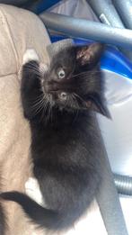 Kitten 10 weken oud, Dieren en Toebehoren, Katten en Kittens | Overige Katten, Kater, Kortharig, 0 tot 2 jaar