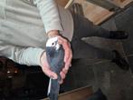 Mooi dofer duif te koop, Dieren en Toebehoren, Vogels | Duiven