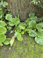 Bergenia Schoenlappersplant, roze/rood, uit de volle grond., Tuin en Terras, Planten | Tuinplanten, Ophalen, Overige soorten
