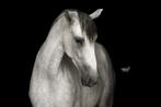 Paardenfotograaf aangeboden, Dieren en Toebehoren, Paarden en Pony's | Overige Paardenspullen, Ophalen of Verzenden, Nieuw, Overige soorten
