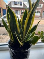 Diverse kamerplanten te koop, Ophalen, Overige soorten, In pot, Minder dan 100 cm