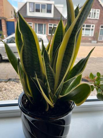 Diverse kamerplanten te koop beschikbaar voor biedingen
