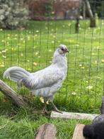 Mooie silver araucana haan, Mannelijk, Kip