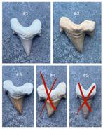 Haaientanden Fossielen groot, Verzamelen, Mineralen en Fossielen, Ophalen of Verzenden, Fossiel