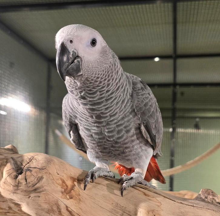 Super tamme grijzeroodstaart, Dieren en Toebehoren, Vogels | Parkieten en Papegaaien, Parkiet, Meerdere dieren