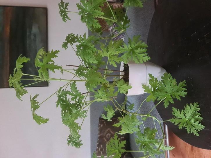 Grote geurende citroengeranium in stenen bloempot, Huis en Inrichting, Kamerplanten, Minder dan 100 cm, Halfschaduw, In pot, Ophalen