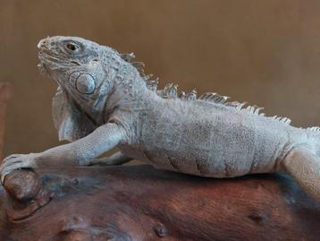 Opgezette zonnende Leguaan beschikbaar voor biedingen