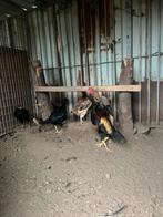Toom shamo tekoop, Meerdere dieren, Kip