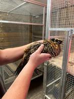Jonge koningsfazanten, Dieren en Toebehoren, Meerdere dieren, Kip