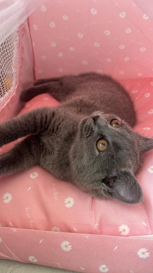Britse korthaar kitten, Dieren en Toebehoren, Katten en Kittens | Raskatten | Korthaar, Poes, 0 tot 2 jaar, Met stamboom