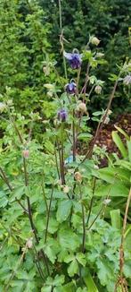 Akelei plant in grote pot, Volle zon, Vaste plant, Lente, Ophalen