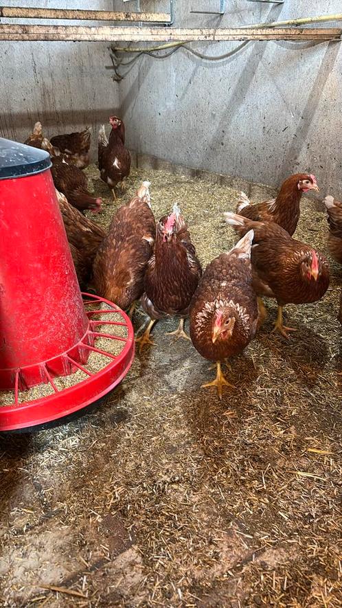 100% Biologische bruine leghennen, Brown-Nick, Dieren en Toebehoren, Pluimvee, Kip, Vrouwelijk