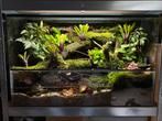 Communitie Terrarium/paludarium met dieren., Dieren en Toebehoren, Ophalen, Zo goed als nieuw, Terrarium of Paludarium