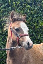 Correct mooi Welsh-a hengstveulen met stamboek te koop, Dieren en Toebehoren, Pony's, 0 tot 2 jaar, Hengst, A pony (tot 1.17m)
