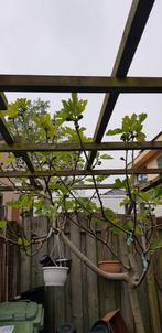 Vijgenboom, Tuin en Terras, Planten | Fruitbomen, Ophalen, Lente, Volle zon, Vijgenboom