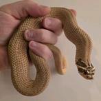 Heterodon Nasicus (Superconda Het. Snow) 1.0, Slang, 0 tot 2 jaar