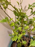 Citroen citrus limon citroenboom, Ophalen, Minder dan 100 cm, Citroenboom, Zomer