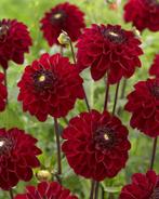 Dahlia knollen rood, Tuin en Terras, Bloembollen en Zaden, Knol, Ophalen of Verzenden, Voorjaar, Volle zon