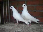 Witte..Sierduifjes *, Dieren en Toebehoren, Vogels | Duiven, Meerdere dieren, Overige soorten