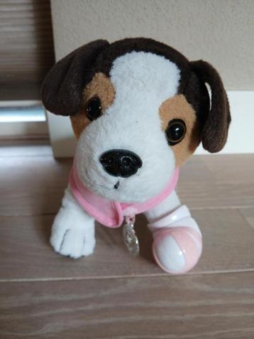 Baby born Jack Russel beschikbaar voor biedingen