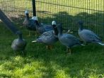 Keizerganzen, Dieren en Toebehoren, Pluimvee, Meerdere dieren, Gans of Zwaan