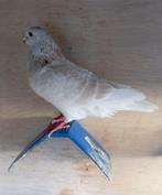 duiven (faded of ook wel goudkraag genoemd), Meerdere dieren, Overige soorten
