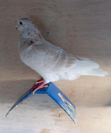 duiven (faded of ook wel goudkraag genoemd) beschikbaar voor biedingen